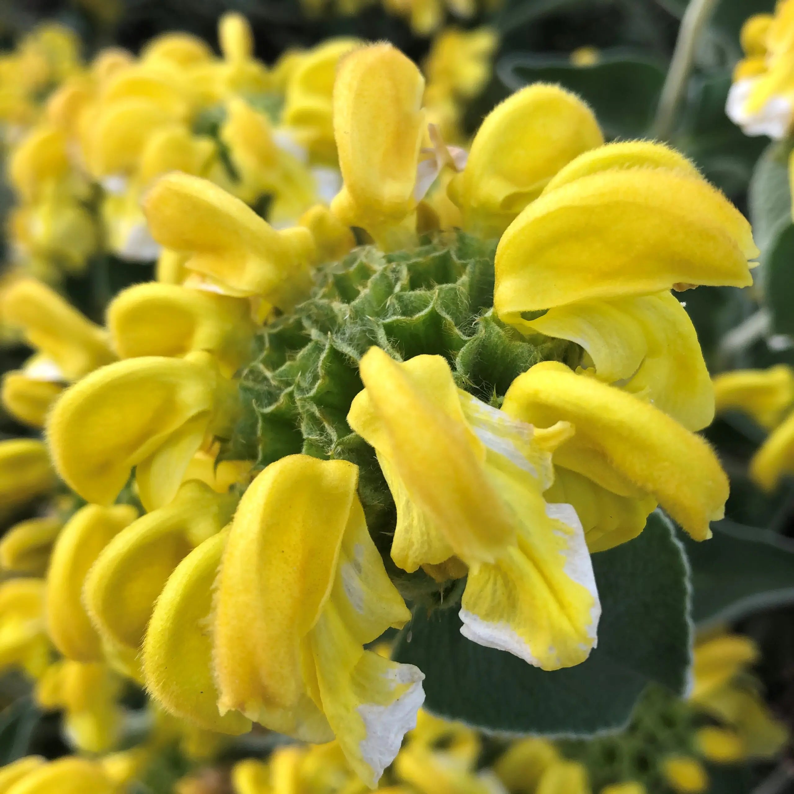 Yellow Jerusalem Sage Flower Planting Essentials For A Beautiful Garden - Seeds Included