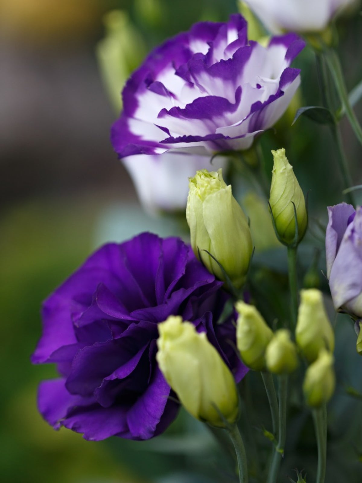 Violet White Lisianthus Flower Seeds For Vibrant Floral Displays - Perfect Planting In Gardens And