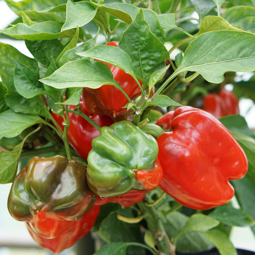YOLO WONDER PFEFFER seeds for large sweet peppers