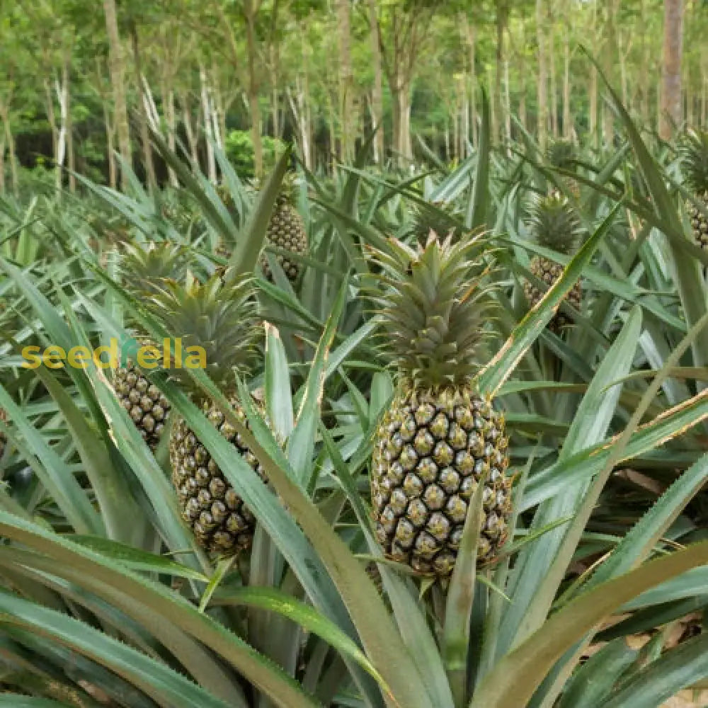 Pineapple Fruit Seeds for planting and growing tropical pineapples.