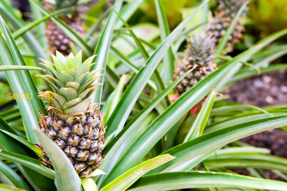 Plant Pineapple Seeds for a sweet and tangy fruit harvest.