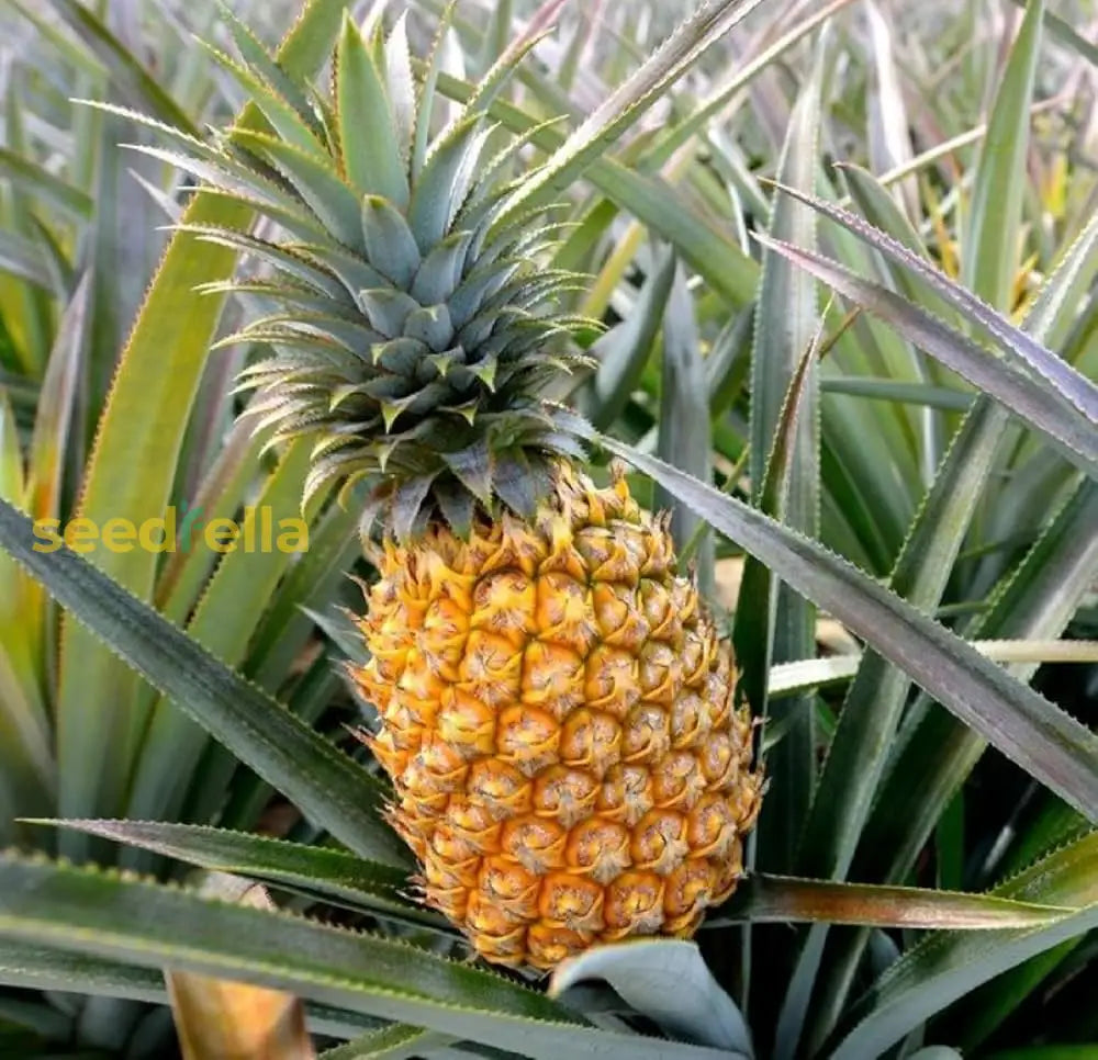 Pineapple Seeds for planting and growing your own fresh, tropical fruit.