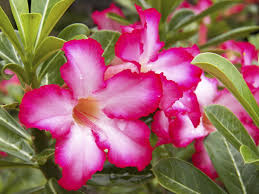 Potted Pink Desert Rose plant