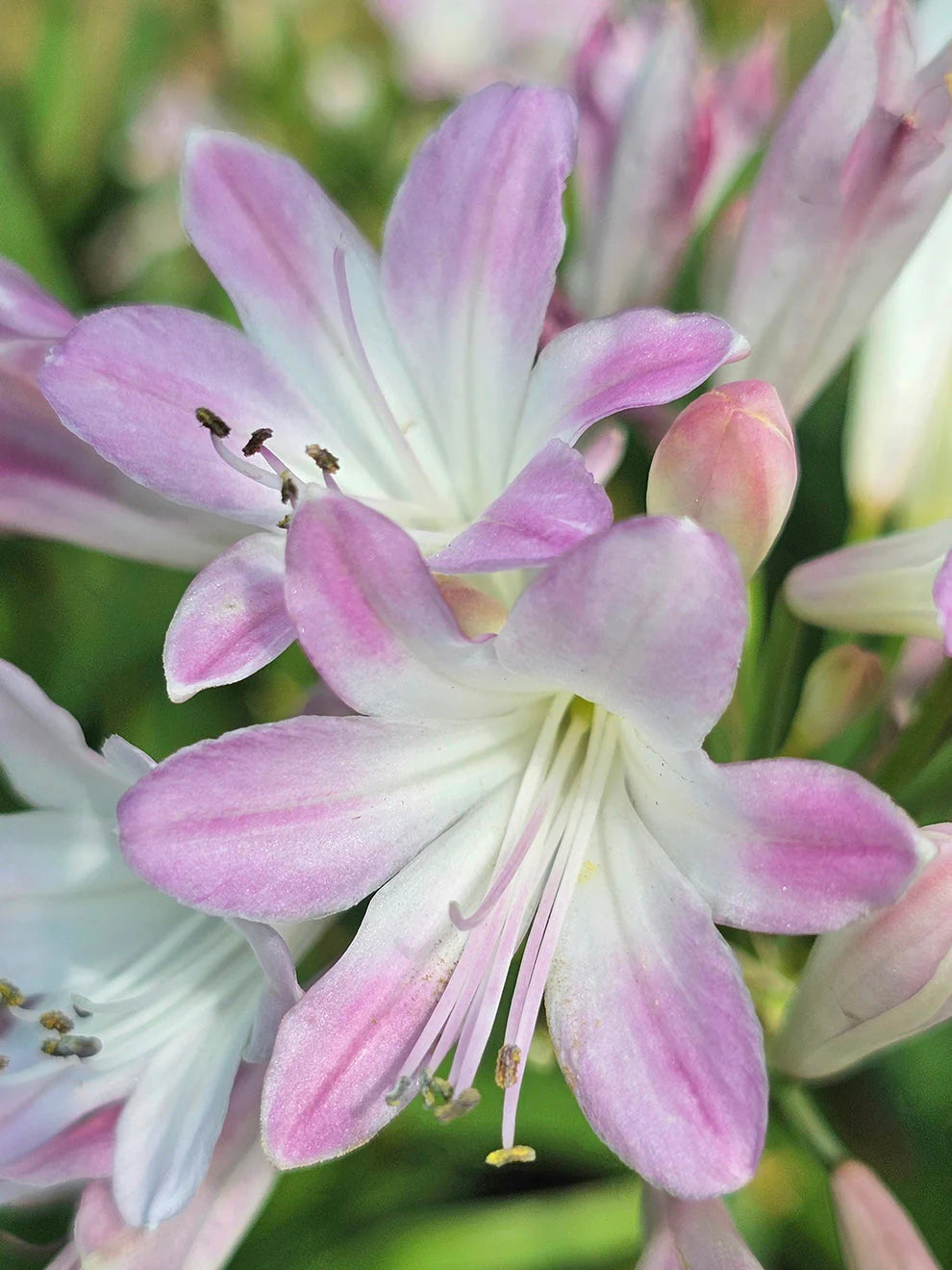 Pink Agapanthus flower seeds for planting