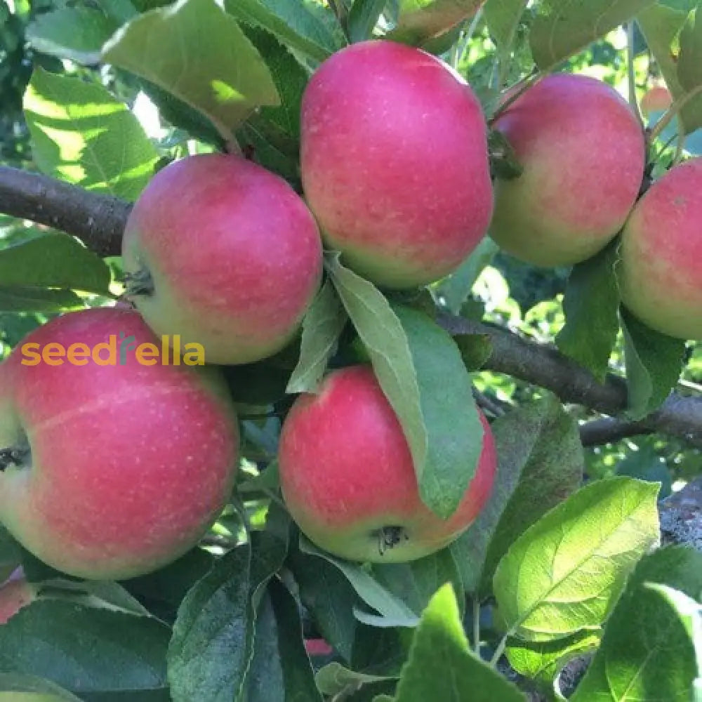 Pink Apple Fruit Seeds for planting and growing sweet, crisp apples.
