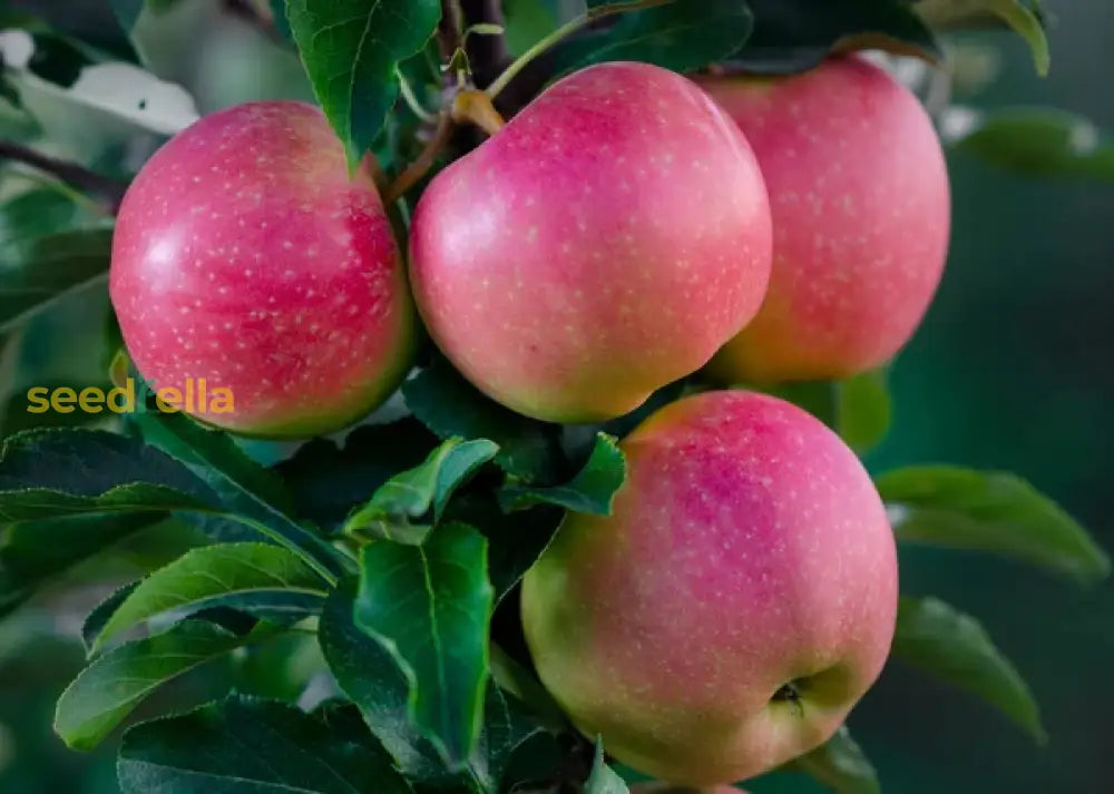 Plant Pink Apple Seeds for a sweet, colorful apple tree.