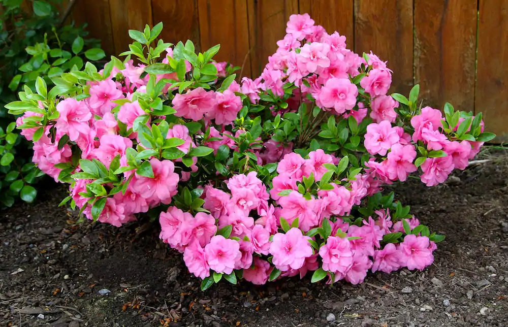 Pink Azalea shrubs enhancing backyard beauty
