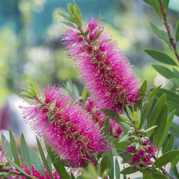 Pink Bottle Brush flower seeds for planting