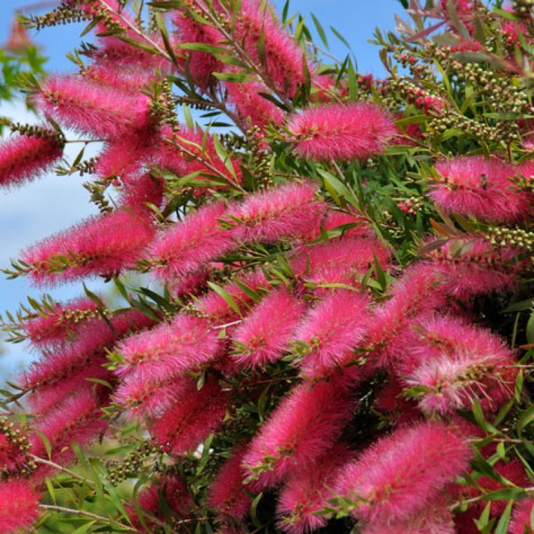 Ornamental Pink Bottle Brush flowering plant
