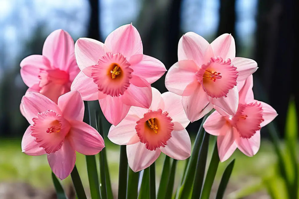 Non GMO Pink Daffodil flower seeds