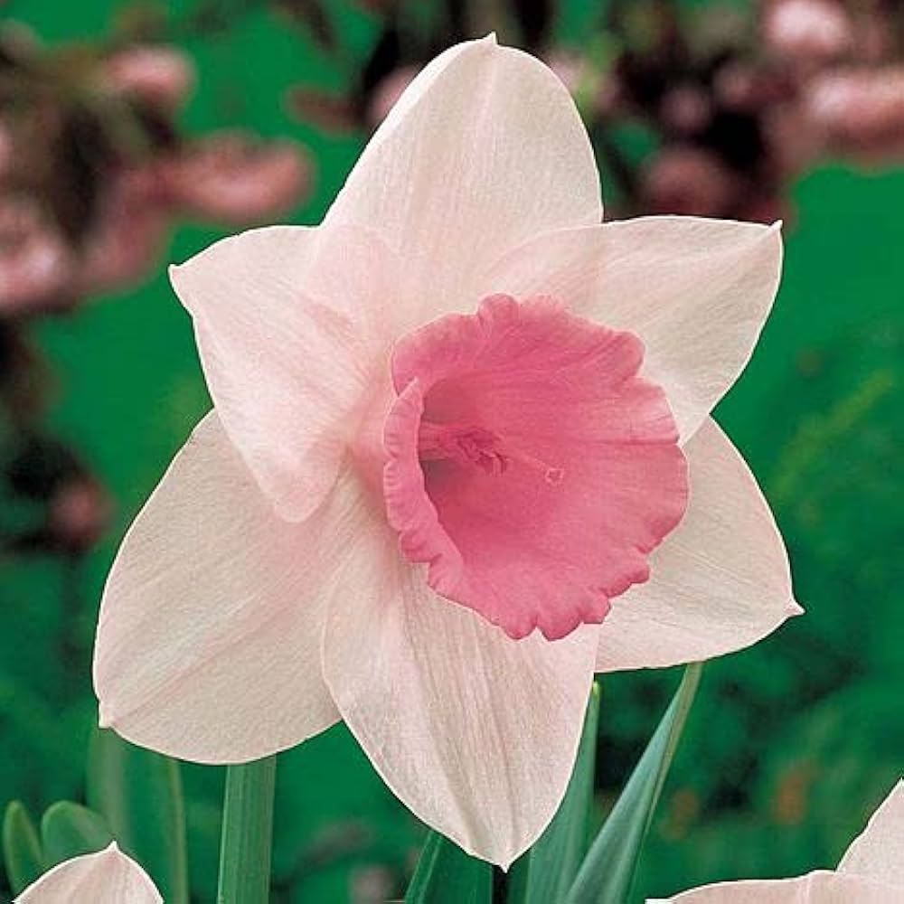 Ornamental Pink Daffodil seeds for gardens
