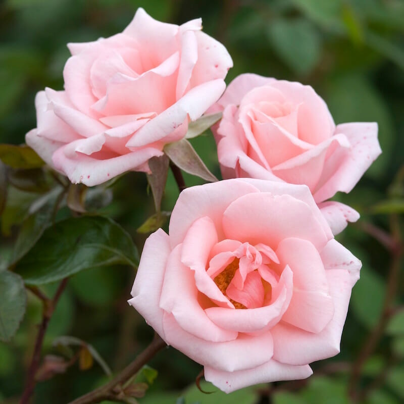 Pink Dawn Rose flower seeds for planting