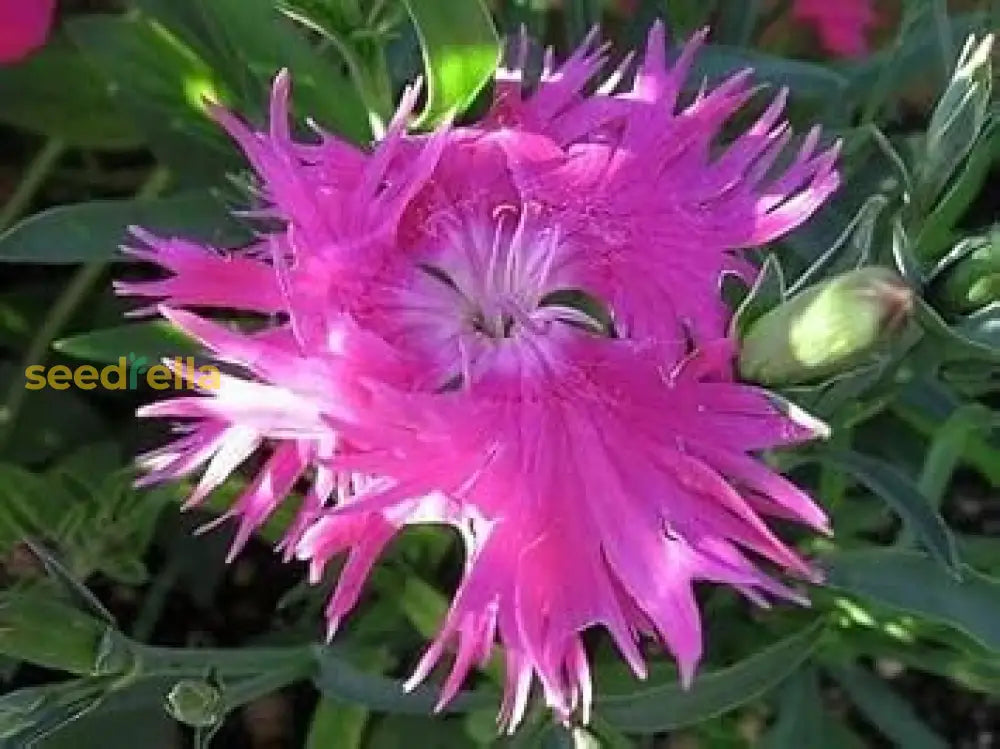 Ornamental Pink Dianthus Superbus flowering plant