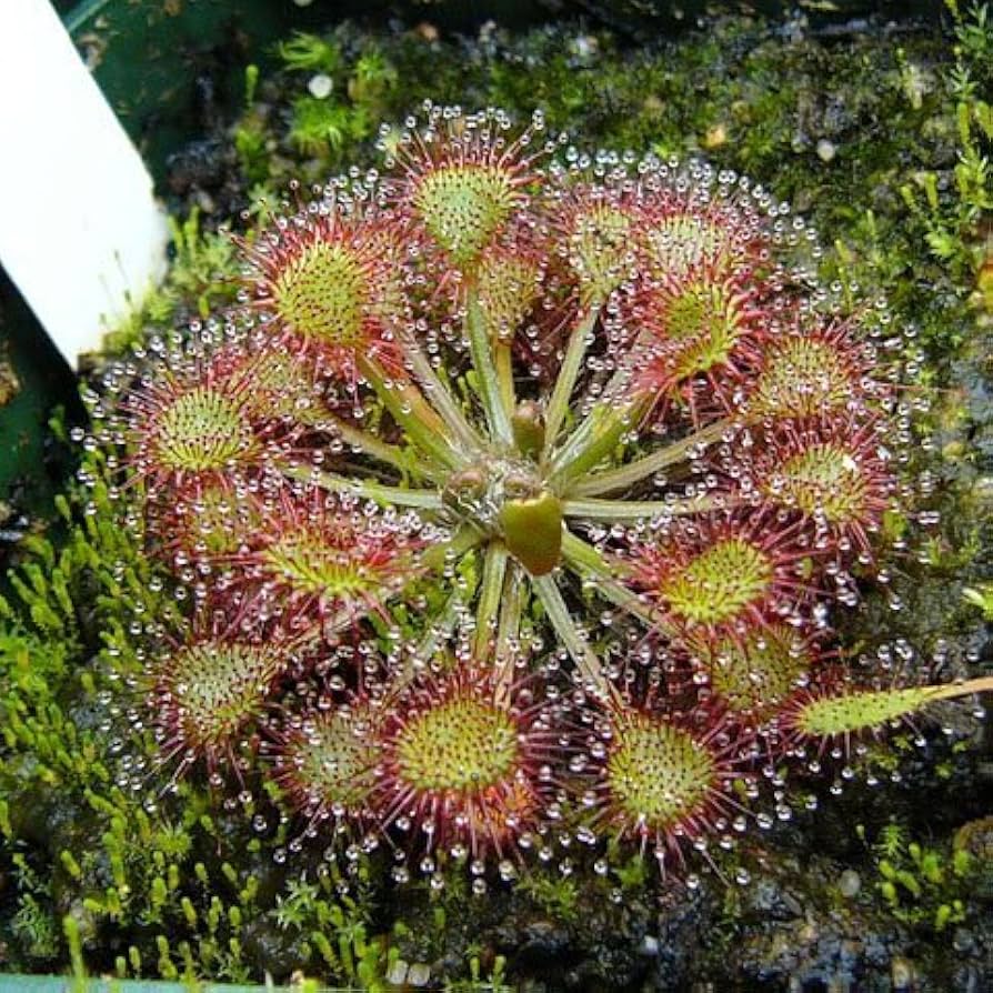 Pink Drosera carnivorous plant
