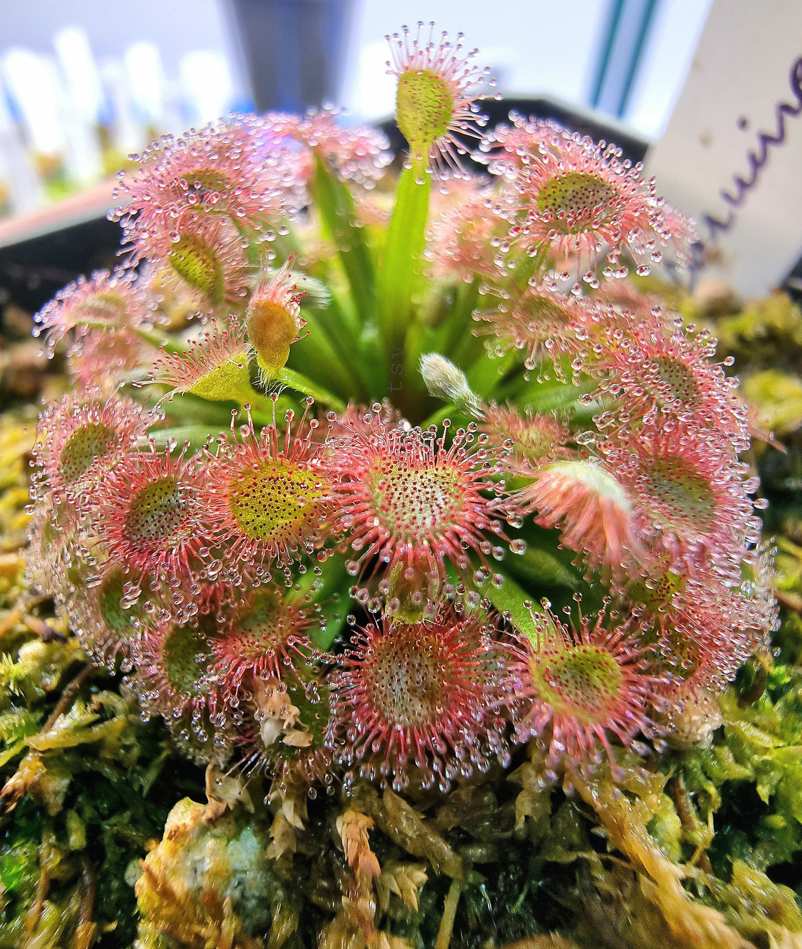 Non GMO Pink Drosera Sundew seeds