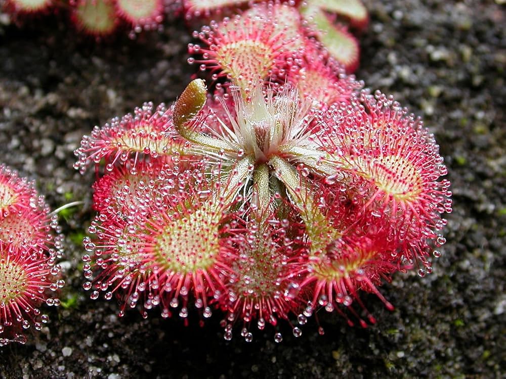 Drosera Sundew Pink flower seeds for planting