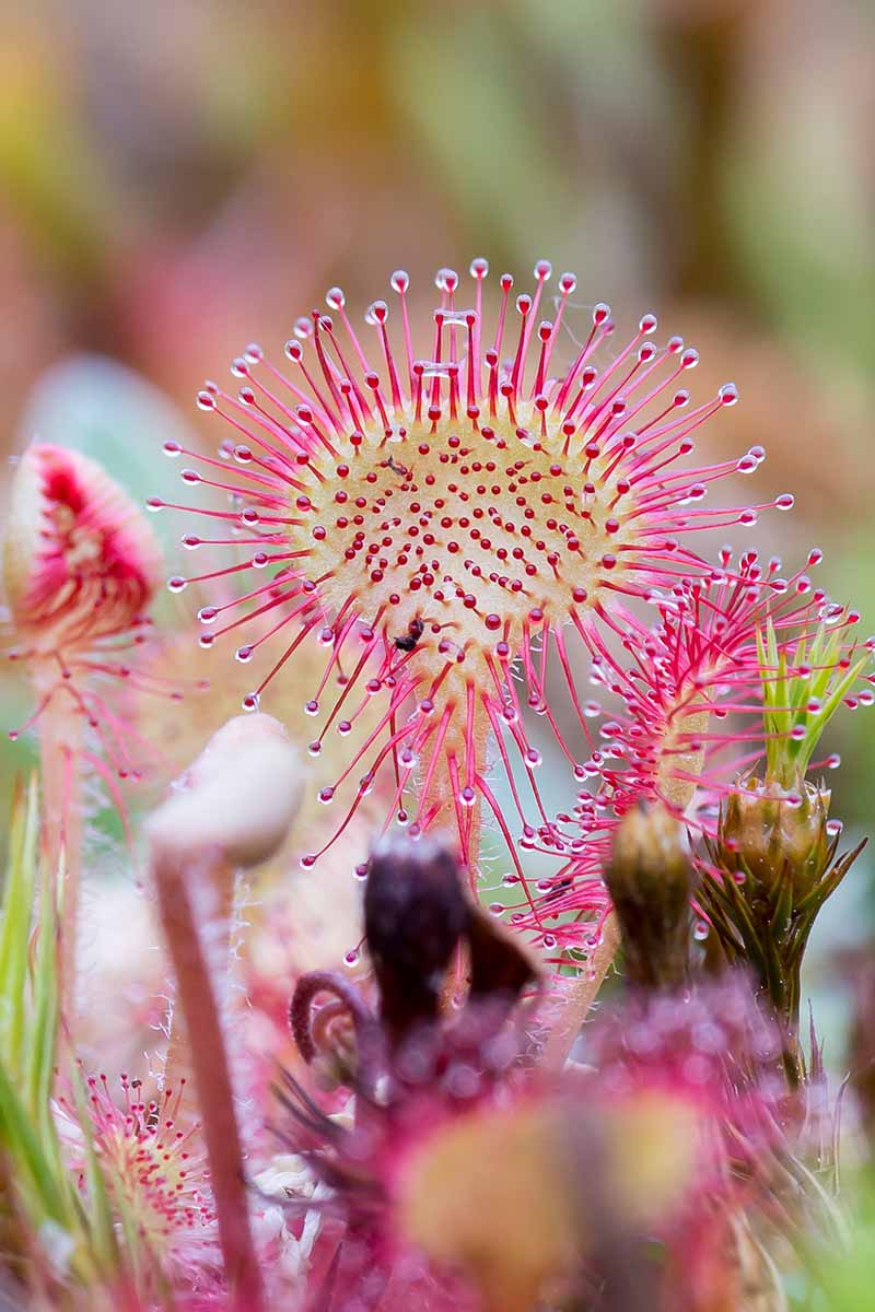 Pink Drosera Sundew in terrarium