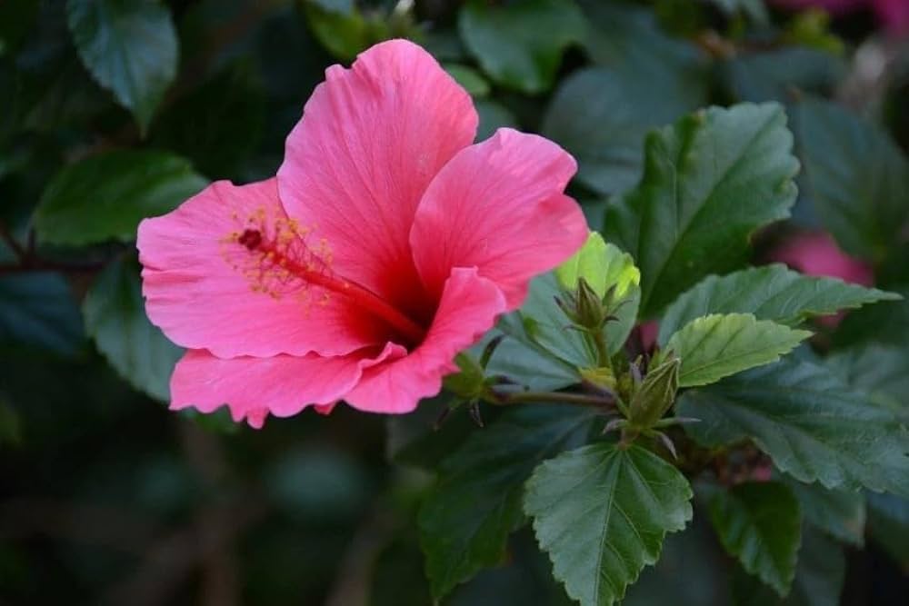 Non-GMO Pink Hibiscus Syriacus seeds
