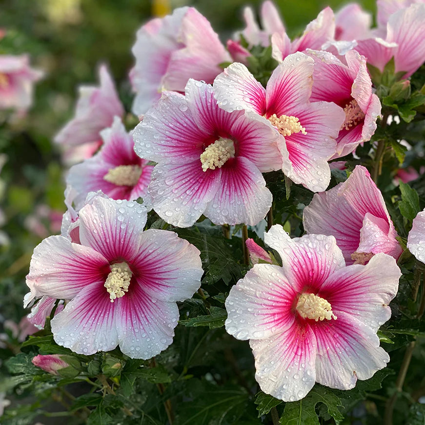 Ornamental Pink Hibiscus Syriacus shrub