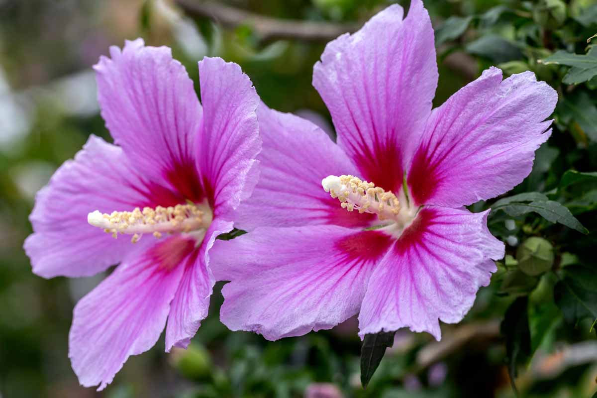 Pollinators visiting Pink Hibiscus Syriacus blooms