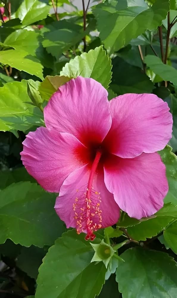 Pink Hibiscus Syriacus flower seeds for planting