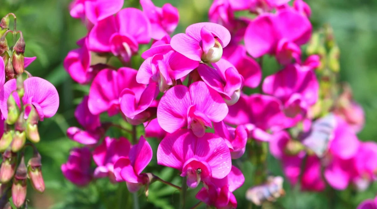 Pink Lathyrus Lord Anson's flowers for bouquets