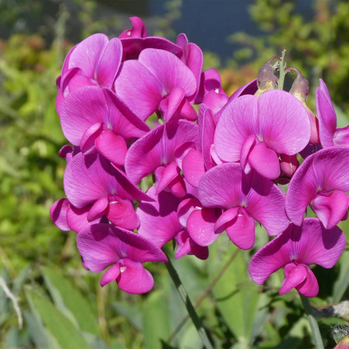 Pink Lathyrus Lord Anson's flower seeds for planting