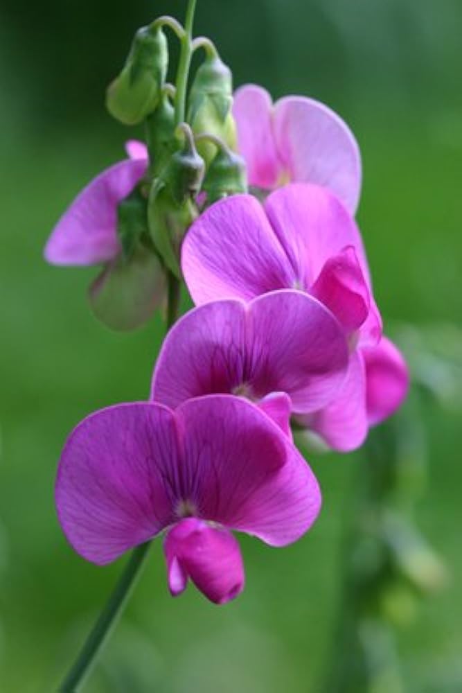 Non GMO Pink Lathyrus Lord Anson's flower seeds