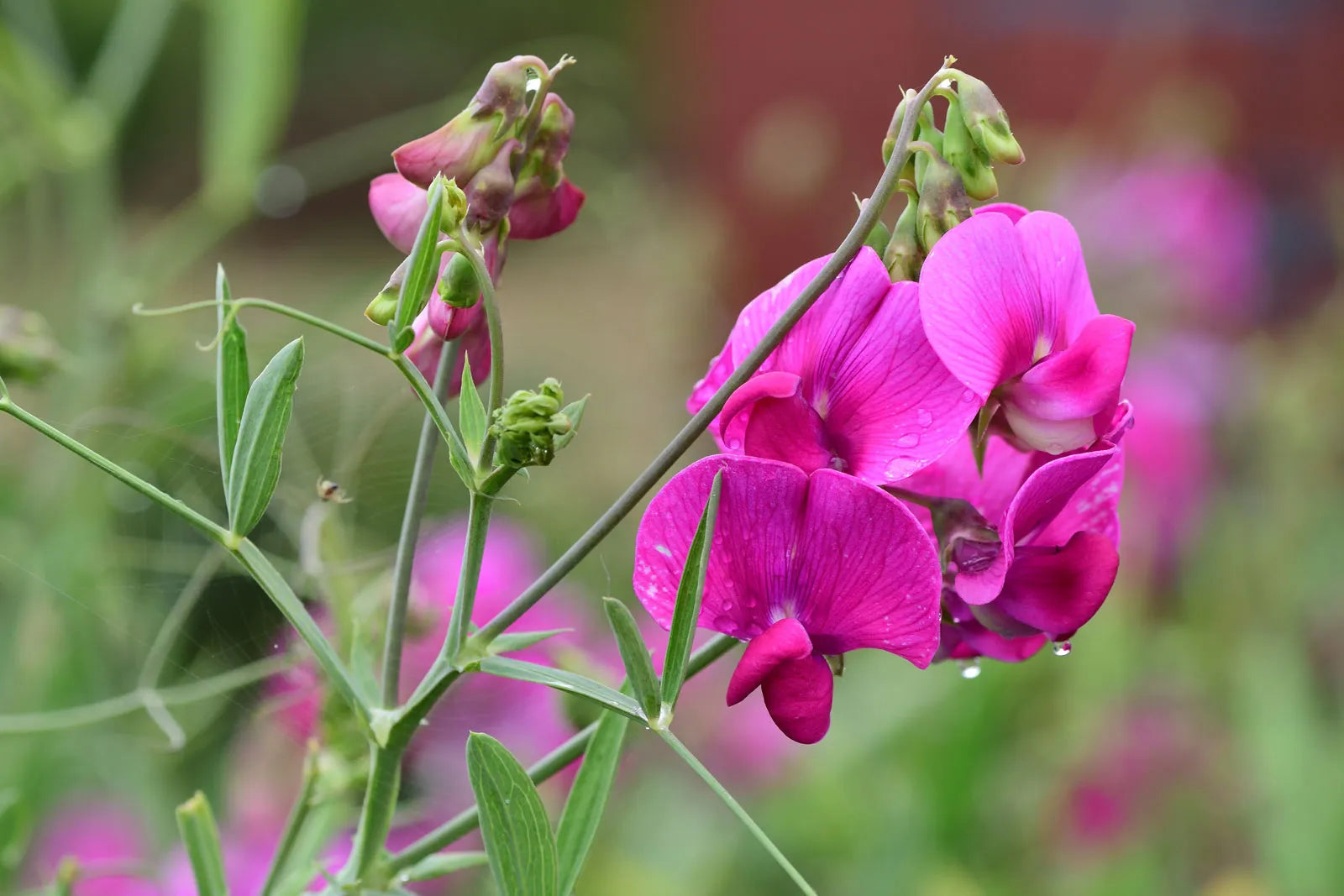 Ornamental Pink Lathyrus climbing vine