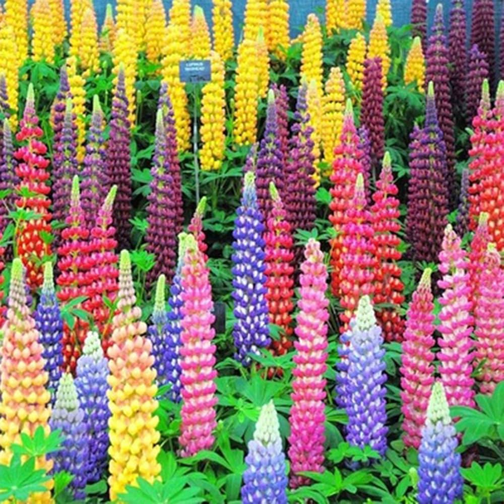 Lupine Pink flower seeds for planting