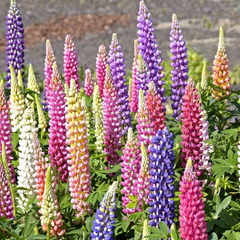 Non GMO Pink Lupine seeds