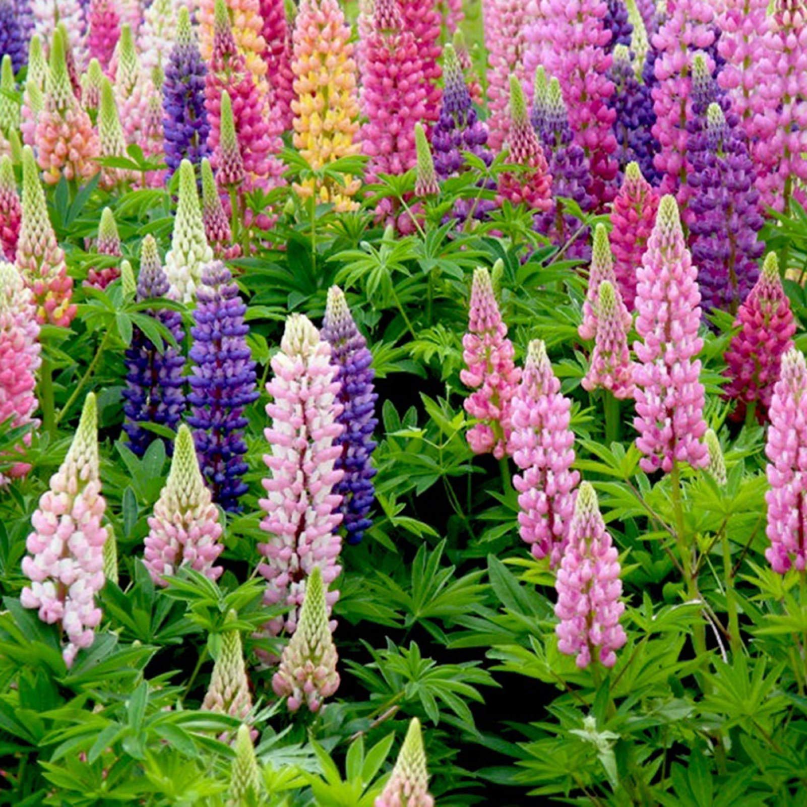 Ornamental Pink Lupine flowering plant