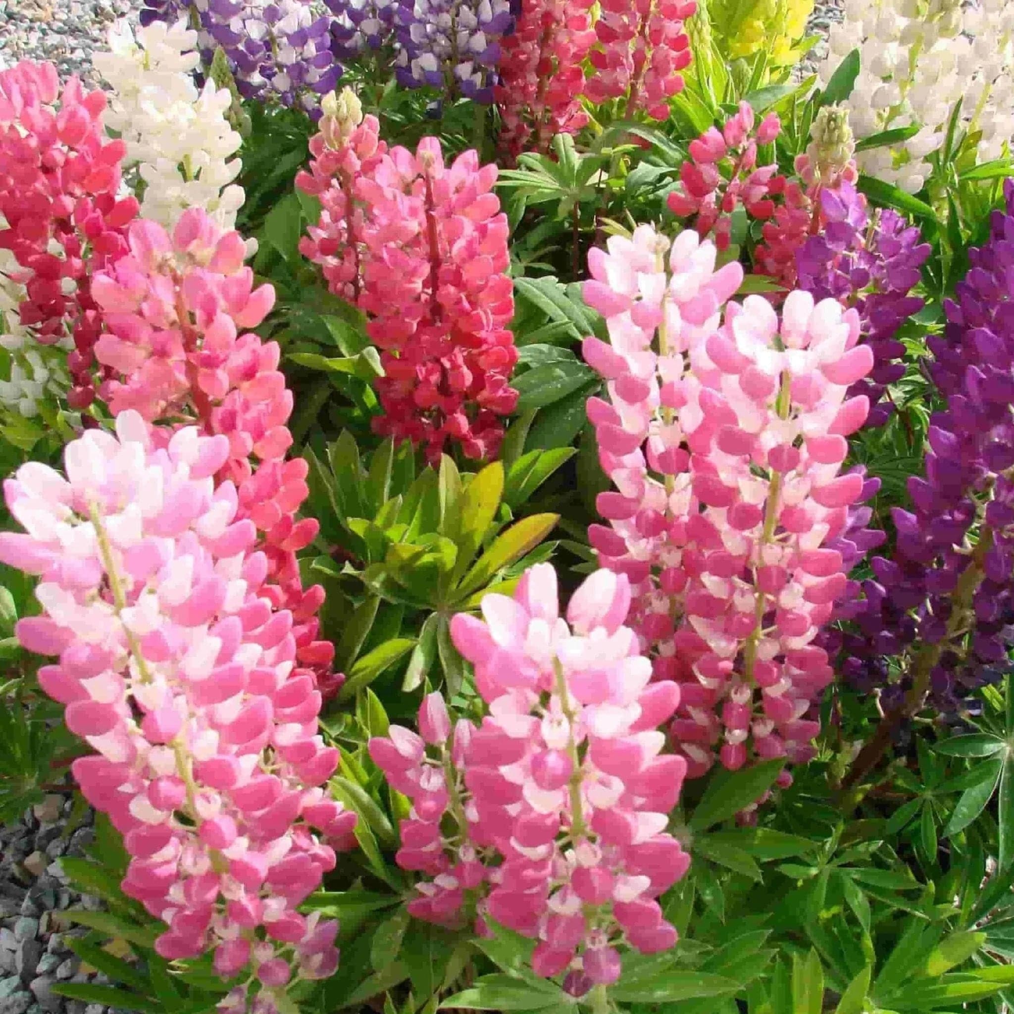 Pink Lupine in pollinator garden