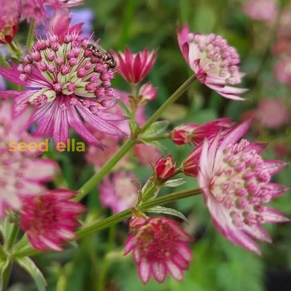 Ornamental Pink Masterwort seeds for gardens