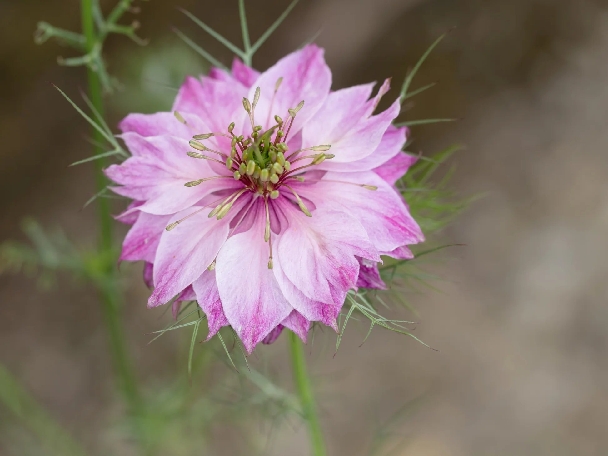 Pink Nigella flowers blooming in spring garden