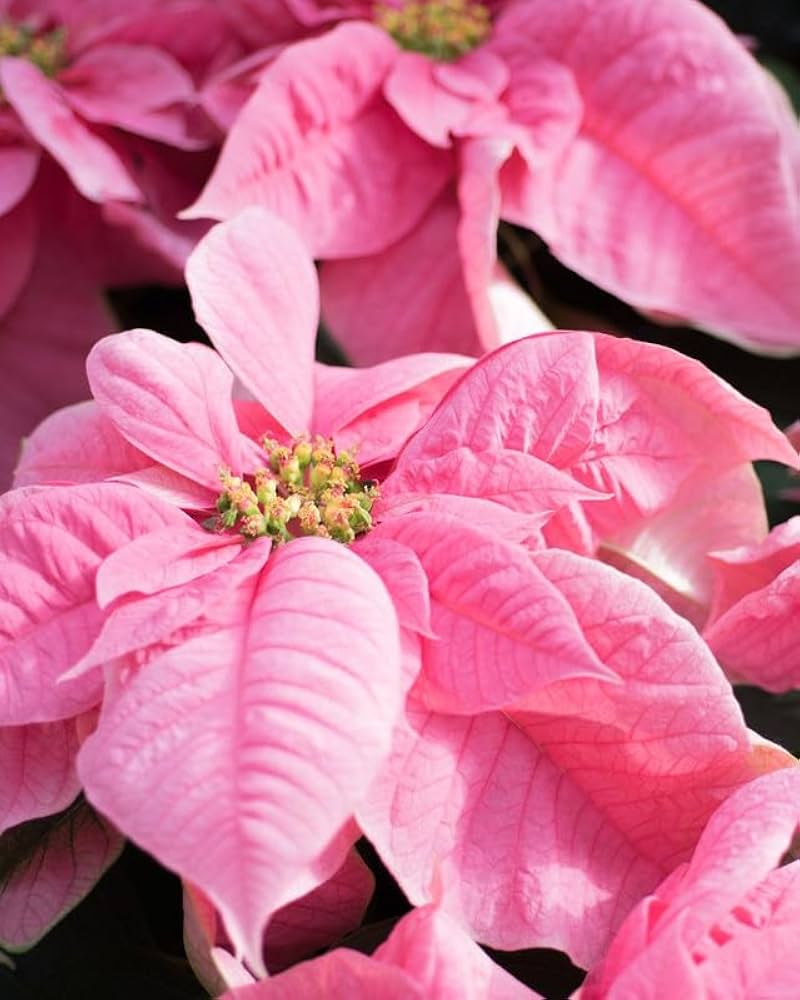 Non-GMO Pink Poinsettia seeds