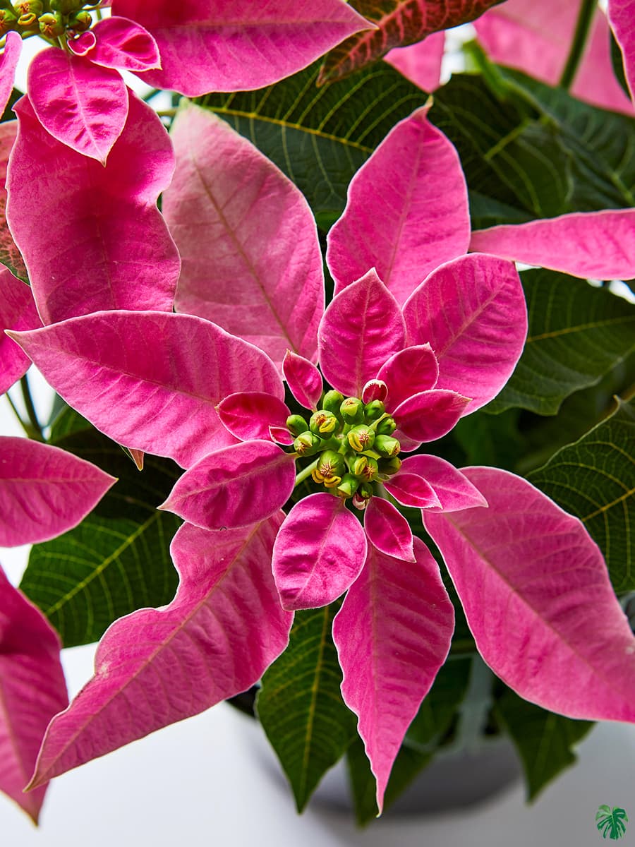 Ornamental Pink Poinsettia plant in pot