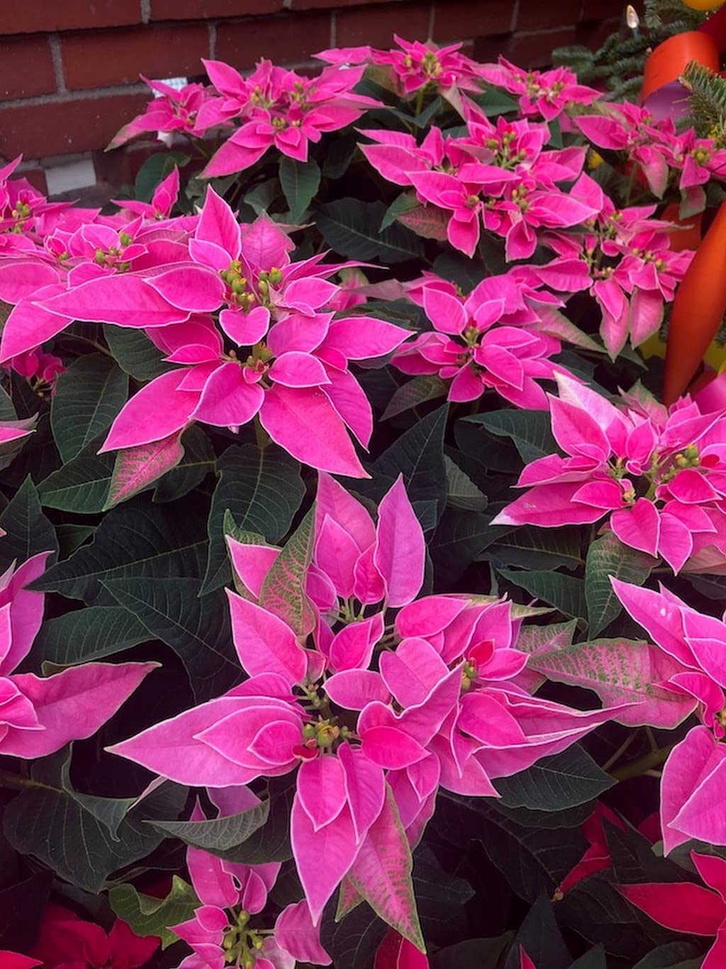 Pink Poinsettia plant seeds for planting