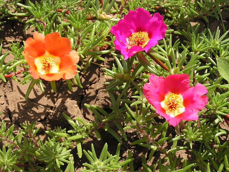 Potted Pink Portulaca Rose plant