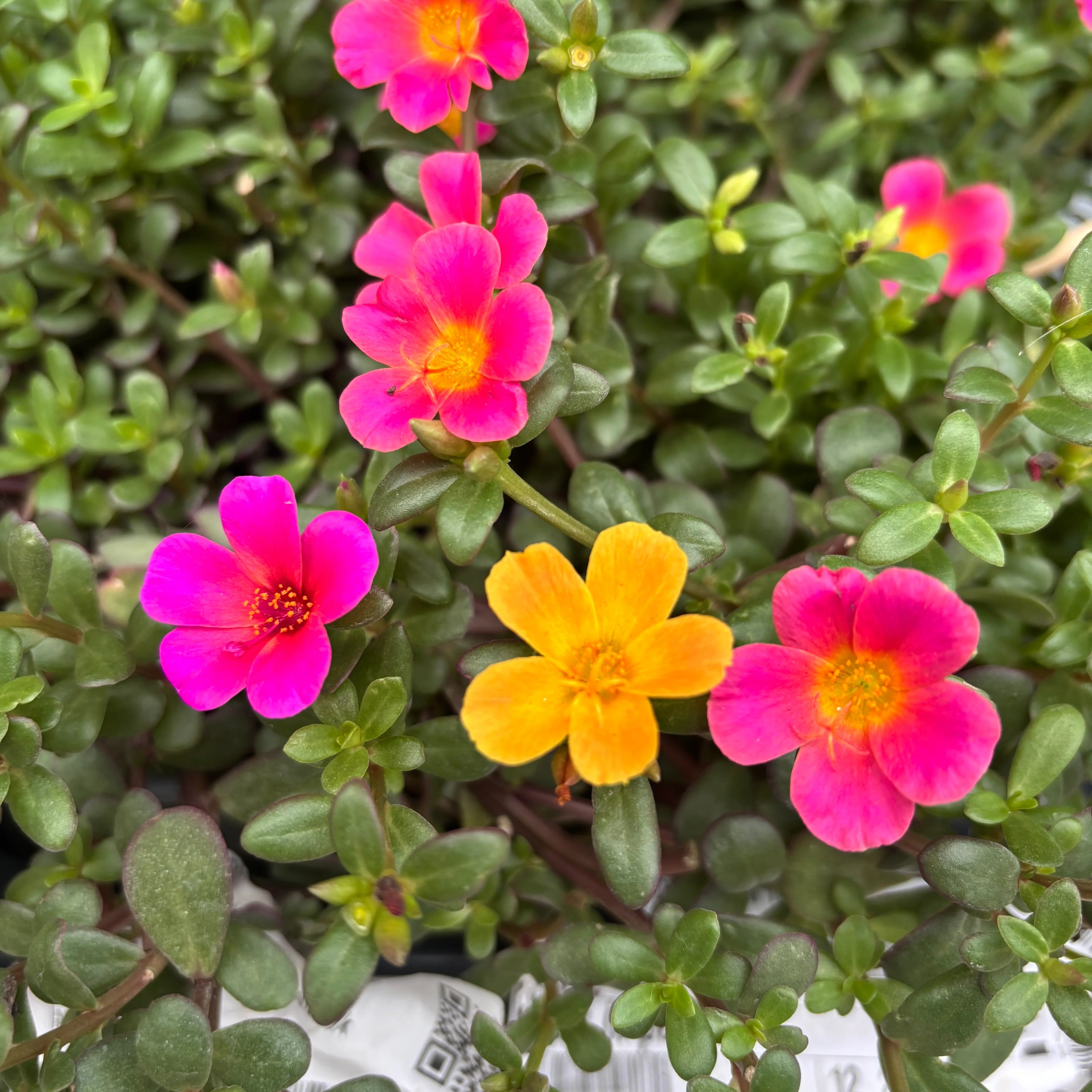 Pink Portulaca Rose flower seeds for planting