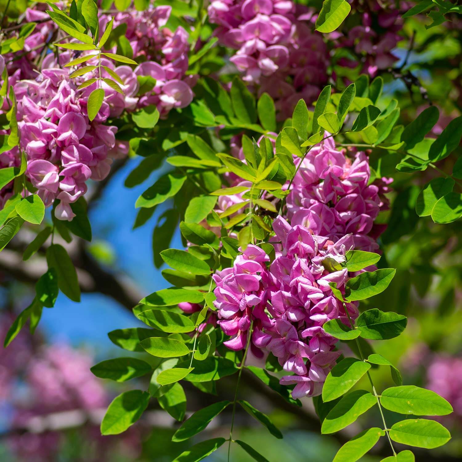 Ornamental Pink Rose Locust tree in landscape