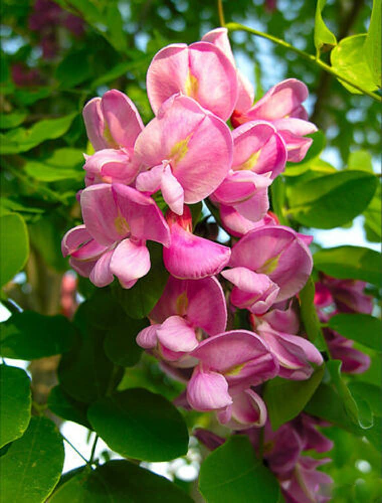 Pink Rose Locust tree seeds for planting