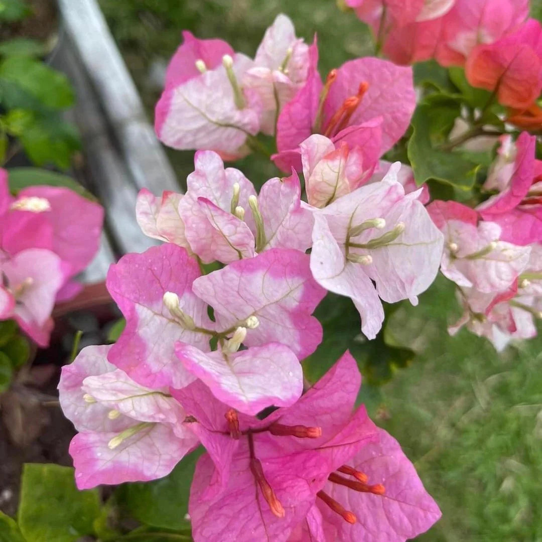 Non GMO Pink White Bougainvillea flower seeds