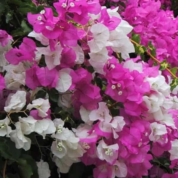Ornamental Pink White Bougainvillea climbing vine