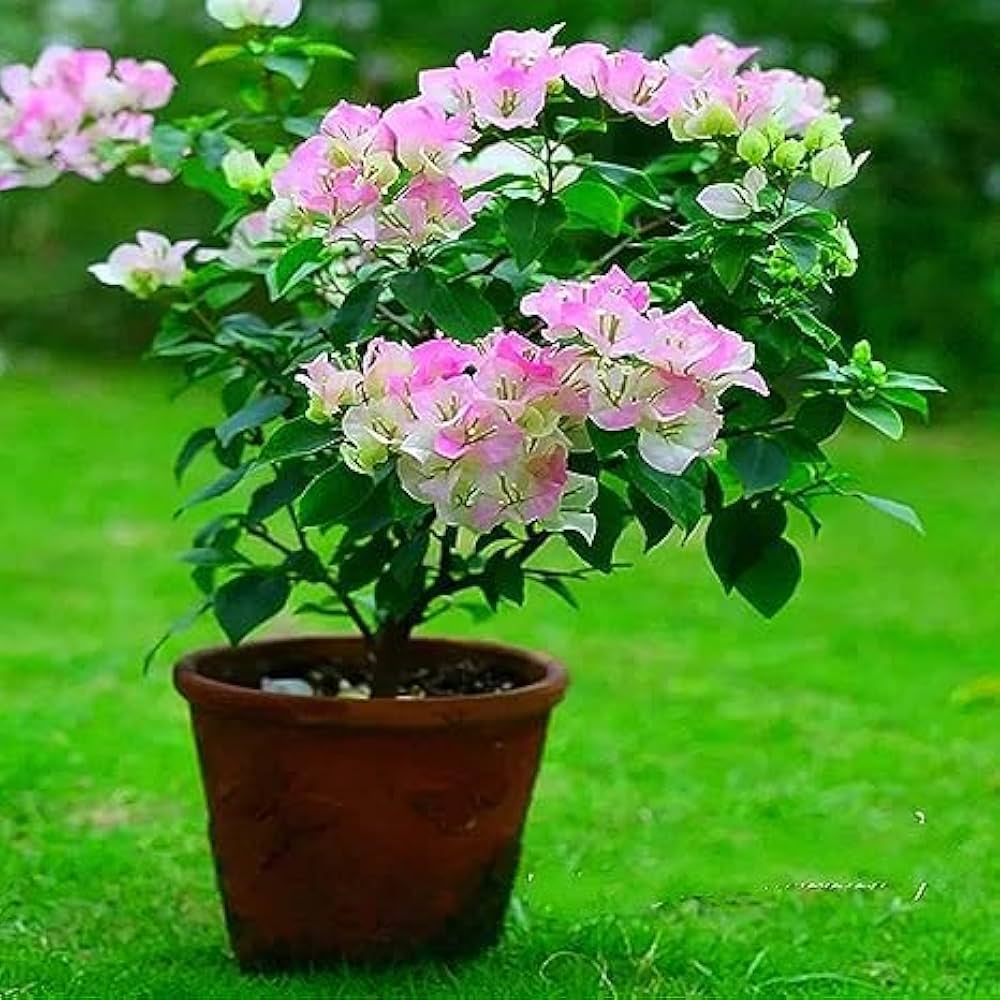 Pink White Bougainvillea flower seeds for planting