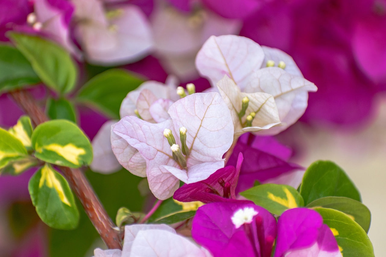 Pink White Bougainvillea on garden wall