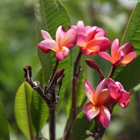 Pink and yellow Egg Flowers blooming in the garden