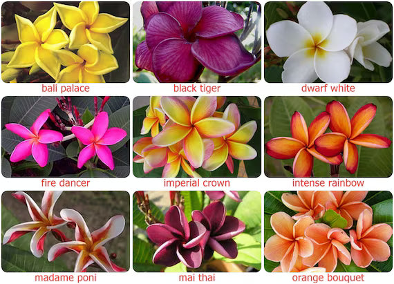 Non-GMO Pink Yellow Egg Flower seeds