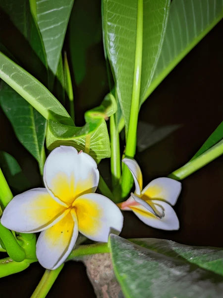 Ornamental Pink Yellow Egg flowering plant