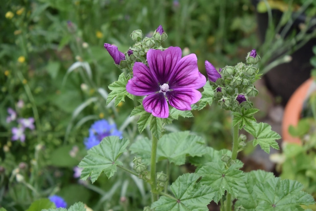 Non-GMO Casa Malva Seeds for Easy Planting